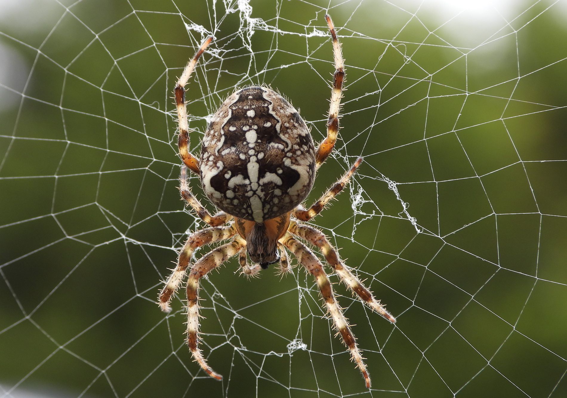 Common Garden Spider Uk By Rick Wilkinson