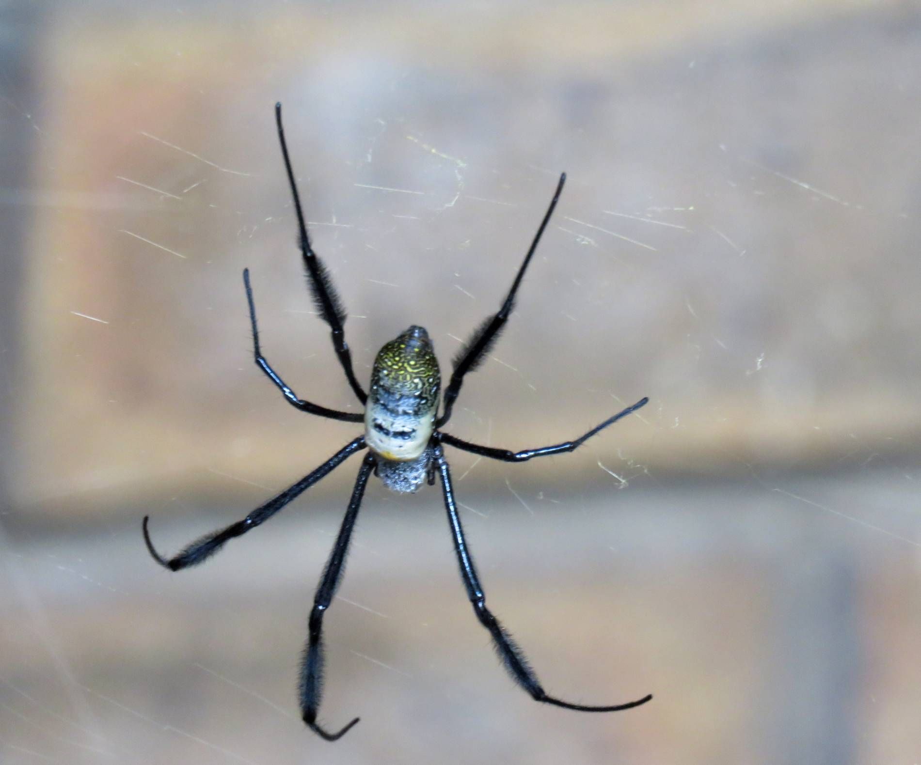 Golden Orb Spider By Renette Pope