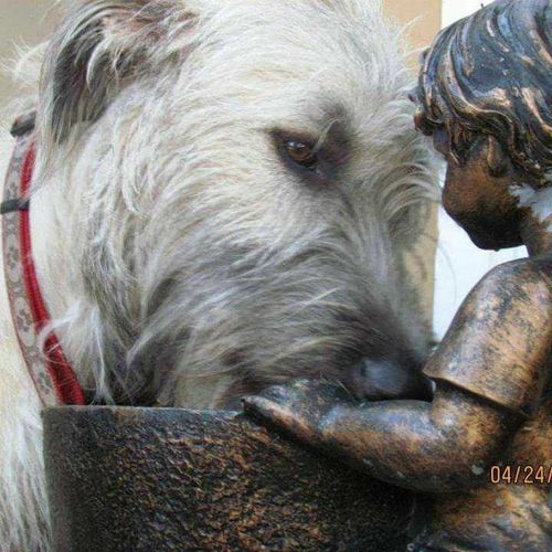 ballyhara irish wolfhounds