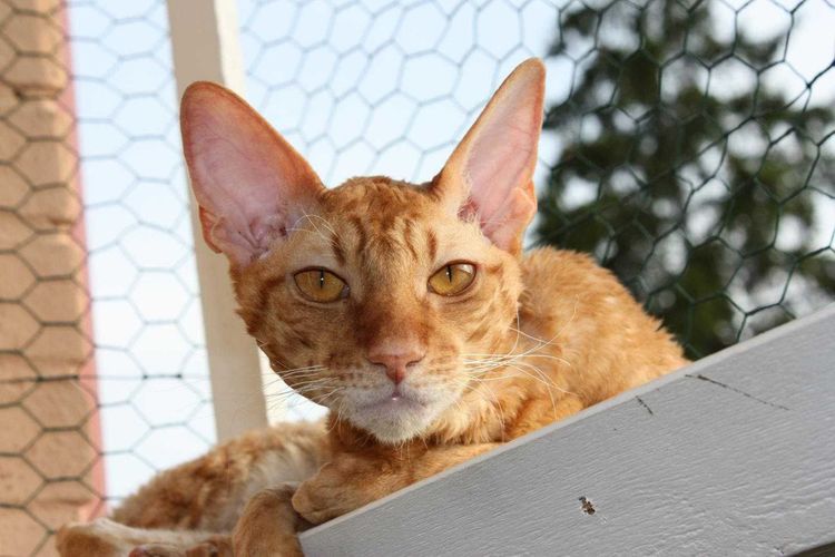 orange cornish rex