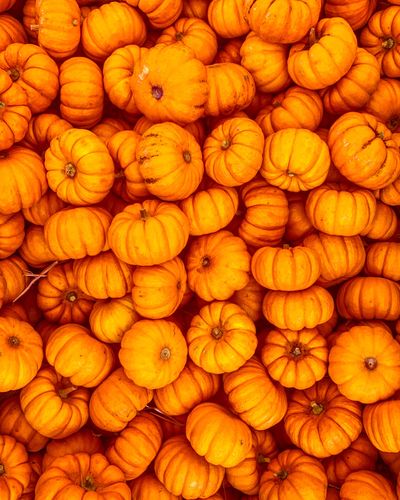 plant, pumpkin, vegetable, food, produce, squash