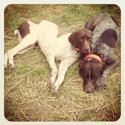 old danish pointer dog