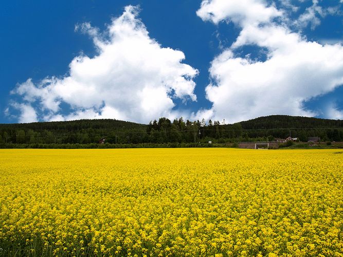 mustard plant, mustard and cabbage family, meadow, cloud