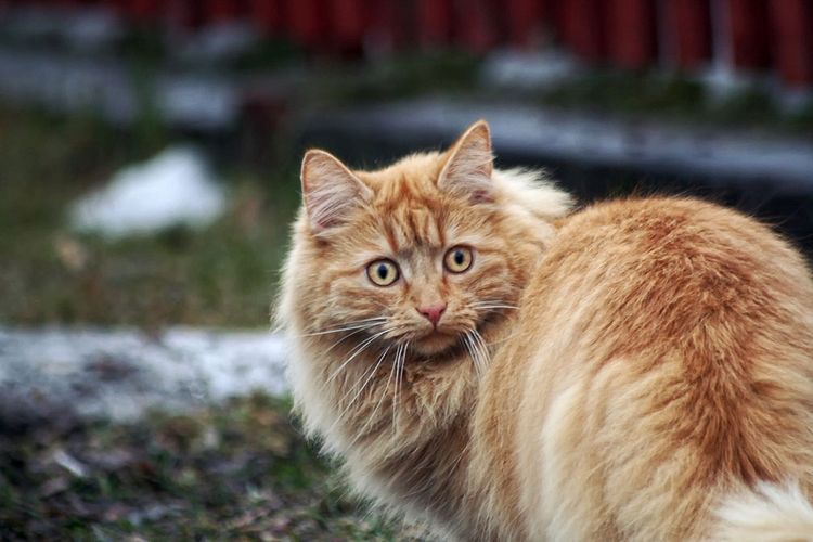 cat, whiskers, fauna, small to medium sized cats, cat like