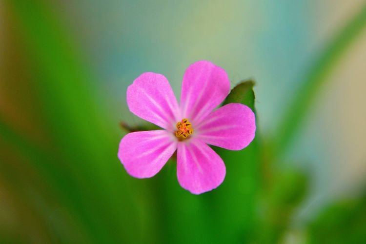 Reneta Pruckute GuruShots