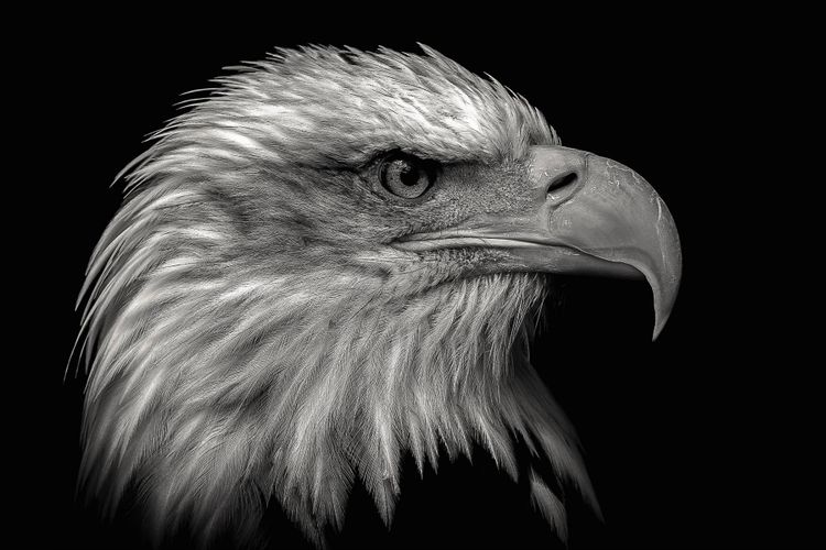 soft1you Black And White Eagle Head Photography