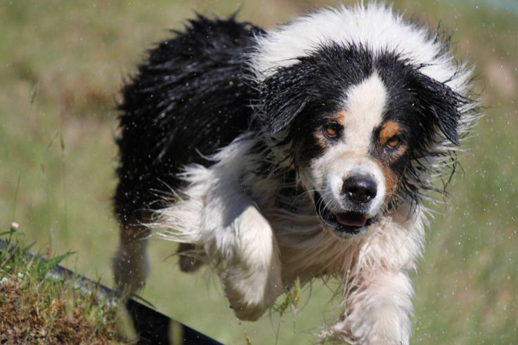 ausfx australian shepherds