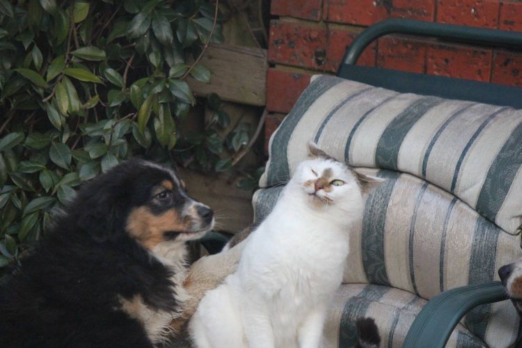 ausfx australian shepherds