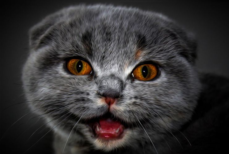 cat, whiskers, mammal, small to medium sized cats, eye, cat like