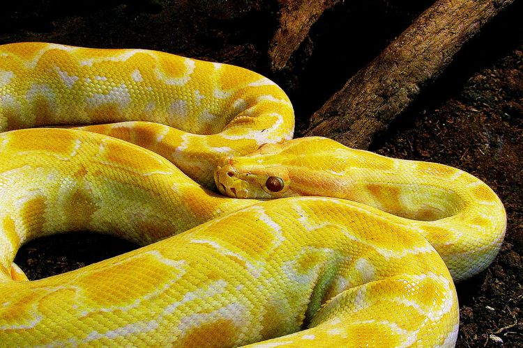 dream of a yellow boa constrictor