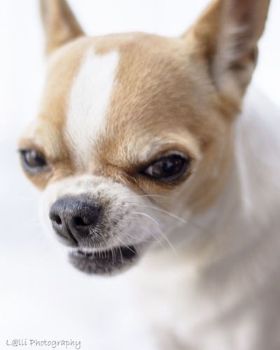 chihuahua nose