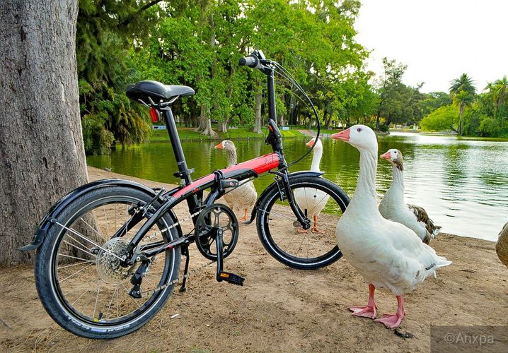 water bird bike