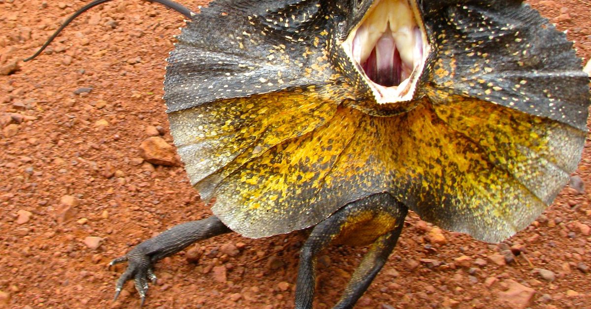 Frill Necked Lizard, Australia by ⭐️P∑†∑ ⭐️