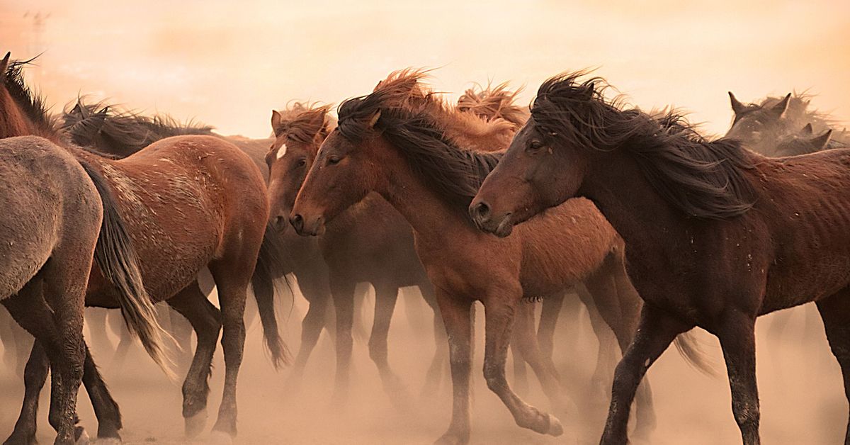 Free horses of TURKEY… by Bariz Artiz