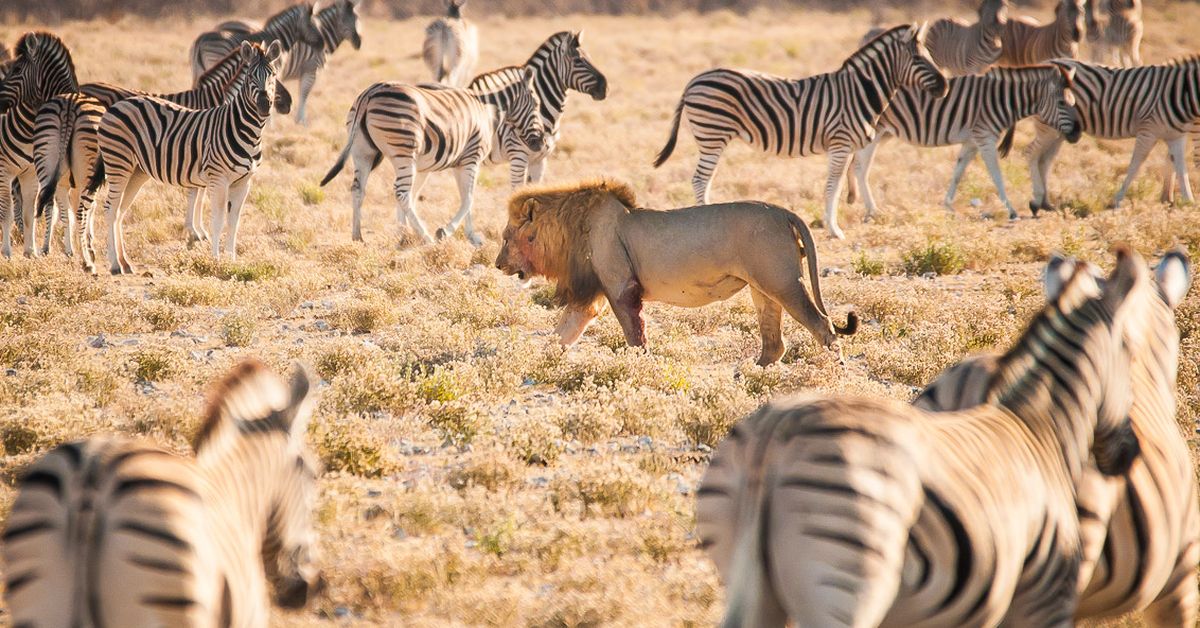 Lion And Zebras By Kaye Kelly