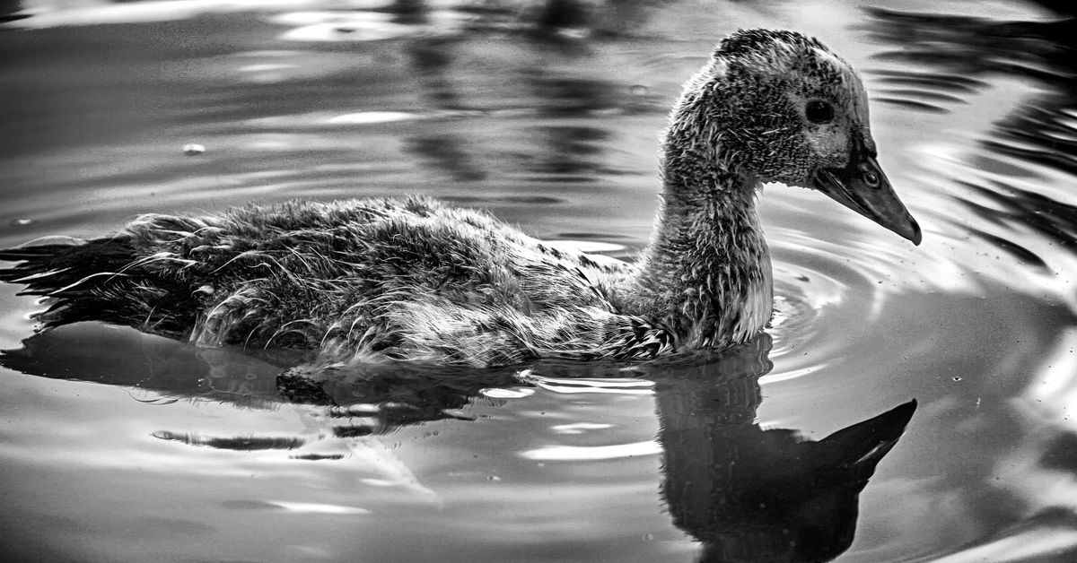 reflection-duck-b-w-by-nuno-pires