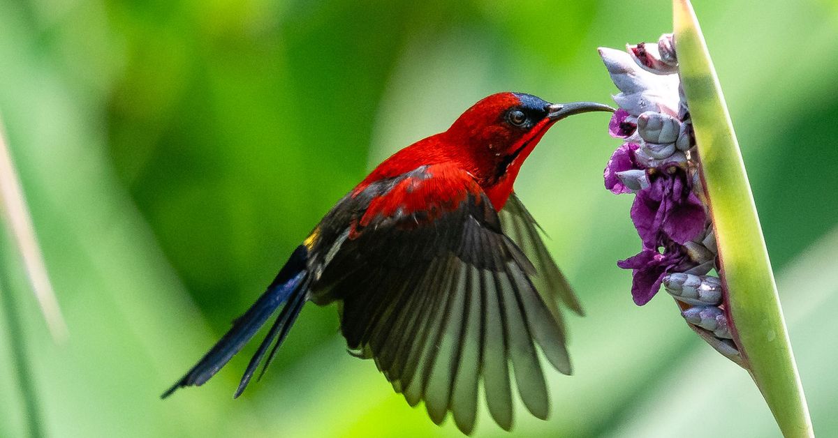 crimson-sunbird-singapore-national-bird-by-thomas-choong