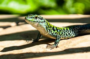 Mosaic Lizard