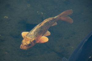 Golden Koi