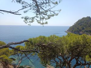 Pines Above the Blue