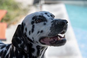 Poolside Dalmatian