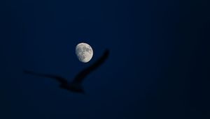Moon and Wing