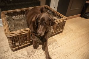 Dog in Wicker Bed – Indoors