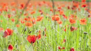 Morning Light in the Poppy Field