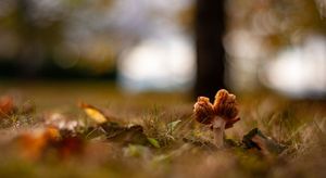 Amanita in the Understory – Macro