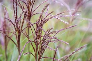Purple Grass Filaments