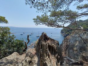 Cove Through the Branches