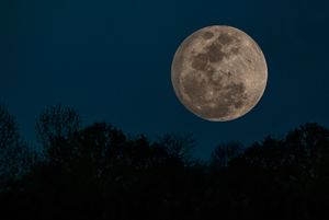 Full Moon over the Treeline