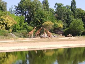 Giraffe Gathering