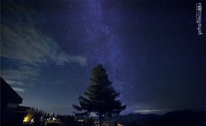 Tree Under the Milky Way