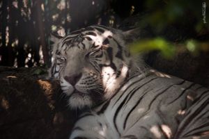 White Tiger in Dappled Shade