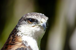 Raptor Portrait – Sharp Gaze