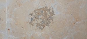 Fossil Rosette in Stone