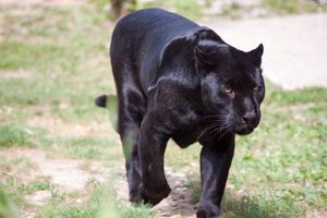 Black Panther Walk