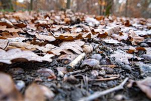 Autumn Litter: Brass in the Leaves