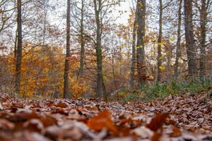 Amber Woods, Ground Level