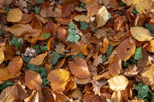 Ivy and Autumn Leaves – Ground Pattern