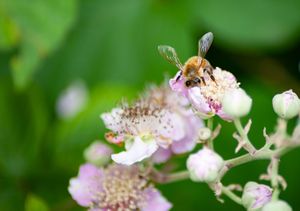 Bee on Bramble Bloom