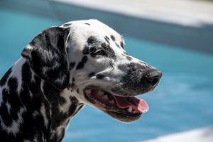 Poolside Dalmatian
