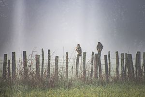 Birds on the Fence – Misty Field
