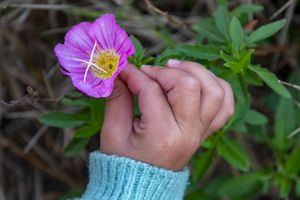 Child’s Hand with Flower – Close-Up