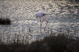 Solo Flamingo – Silver Water