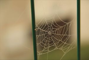Dew Web on Green Rails