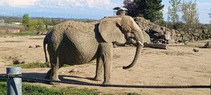 Zoo Elephant