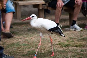 Stork on the Walk