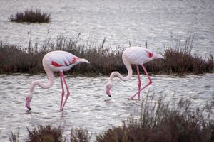Marsh Flamingos – Feeding Duo
